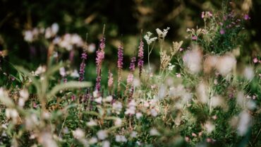 Met deze tips maak je jouw tuin klaar voor de winter
