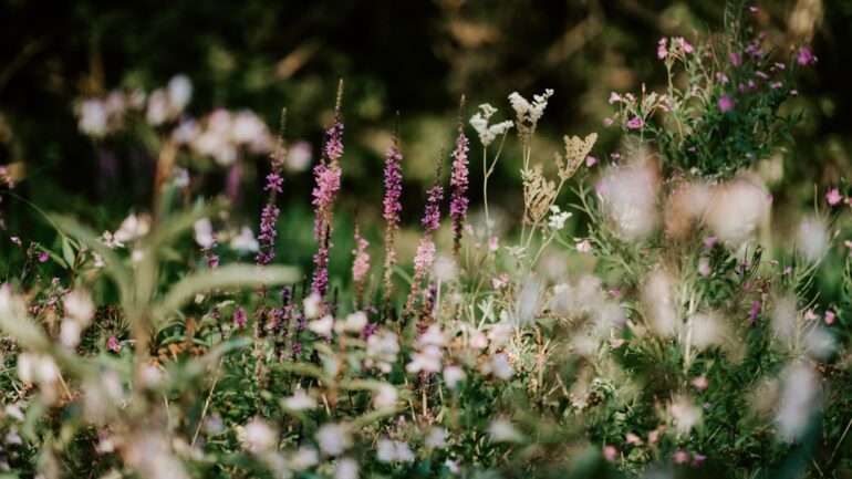 Met deze tips maak je jouw tuin klaar voor de winter