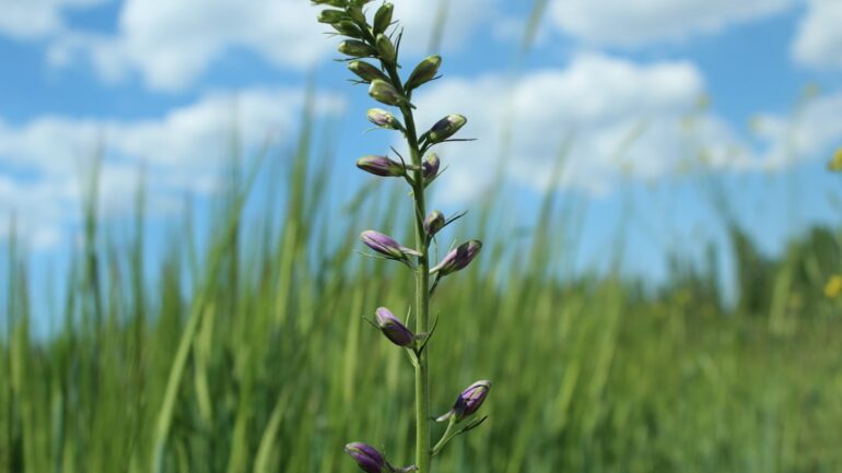 Het juiste moment voor wilde bloemen zaaien in jouw tuin