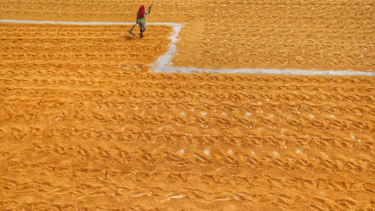 De beste momenten om bloemen te zaaien voor een kleurrijke tuin