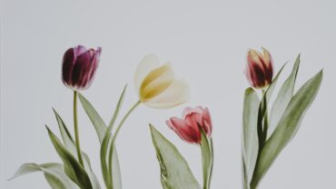 Hoe lang blijven bloemen mooi zonder water?
