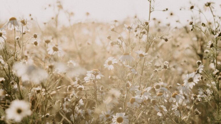 Alles over het zaaien van wilde bloemen: de beste tijd en handige tips