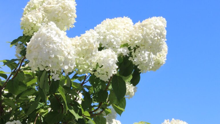 Hortensia’s snoeien: Het juiste moment om dode bloemen weg te knippen
