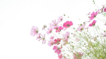 Hoe lang kunnen bloemen echt zonder water?