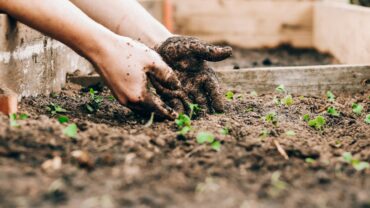 Een op maat gemaakte moestuinkalender (met een gratis tool)