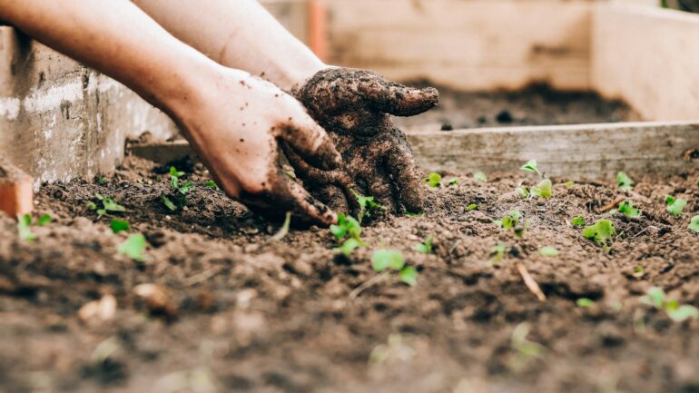 Een op maat gemaakte moestuinkalender (met een gratis tool)