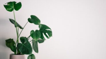 Kamerplanten: groen in huis dat meer doet dan je denkt