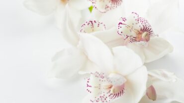 Kleurrijke bloemen: waarom kleur zoveel met ons doet
