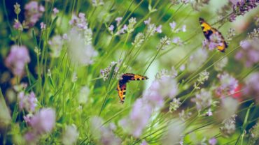Onkruid in je tuin: plaag of verborgen kans?