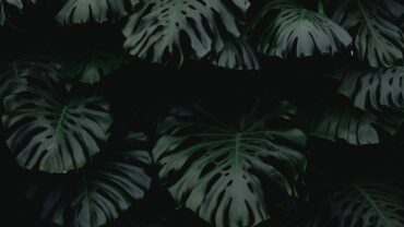 Groen in de schaduw: de mooiste planten voor donkere hoeken