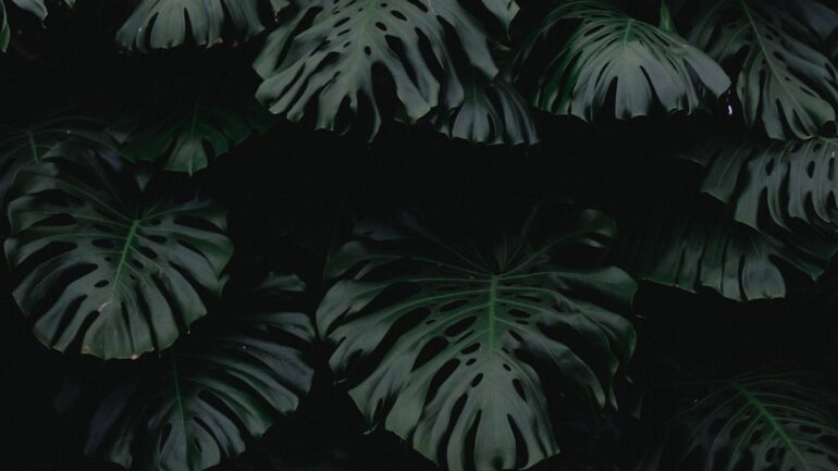 Groen in de schaduw: de mooiste planten voor donkere hoeken