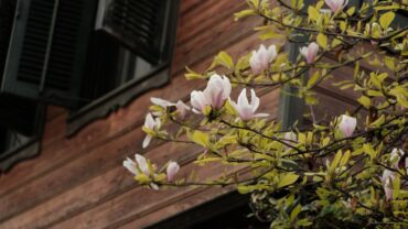 Magnolia in de tuin: soorten, standplaats en verzorging voor jarenlang bloesemplezier