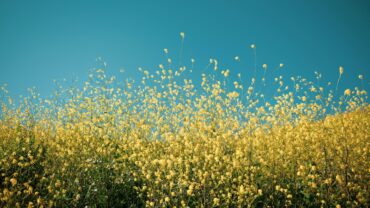 Wilde bloemen zaaien: wanneer is het beste moment?