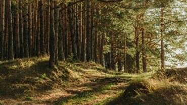 Wanneer bomen planten? De beste periodes op een rij