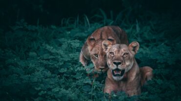 Dieren uitwerpselen in de tuin herkennen: van welk dier is die poep?