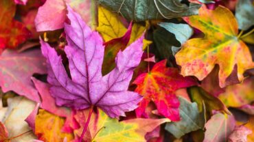 Je herfst tuin in topvorm: wat doe je wel en wat laat je staan?