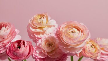 Ranonkels planten: zo krijg je die weelderige bloemen ook in jouw tuin