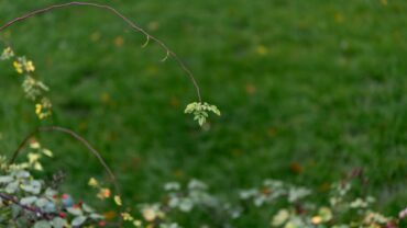 Waarom de tuin niet meer ophoudt bij de achterdeur