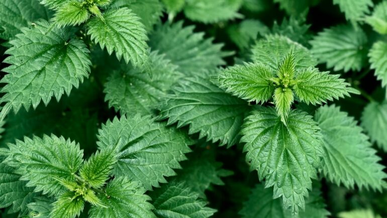 Siernetel snoeien: zo houd je je Coleus compact en mooi