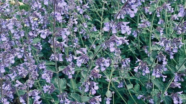 Salvia caradonna snoeien: zo doe je het stap voor stap