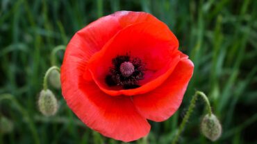 Papaver zaaien: zo doe je het stap voor stap