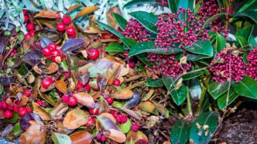 Skimmia snoeien: wanneer en hoe doe je het goed?