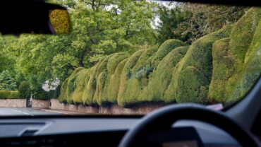 Taxus snoeien: wanneer, hoe en waar op letten