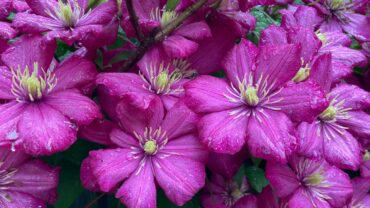 Clematis snoeien: wanneer en hoe doe je het goed?