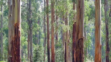 Eucalyptus snoeien: zo doe je het goed en op het juiste moment