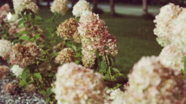 Pluimhortensia snoeien: zo doe je het stap voor stap