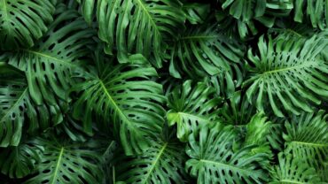 Monstera stekken: zo doe je het stap voor stap