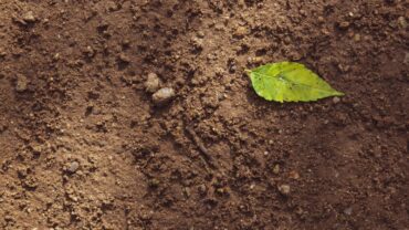 Moestuin grond: wat werkt het best in je moestuinbak?