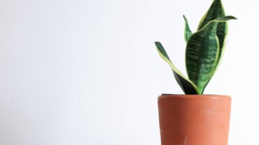 Sansevieria stekken: zo doe je het stap voor stap