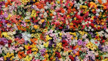 Bloemen zaaien: zo doe je het stap voor stap
