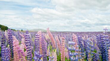 Lupine zaaien: zo doe je het stap voor stap