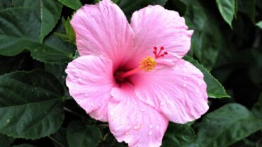 Hibiscus stekken: zo doe je het stap voor stap