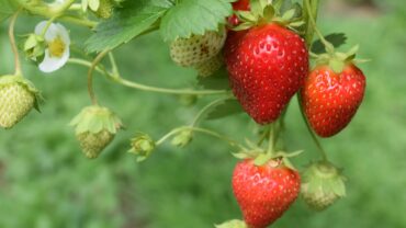 Aardbeien stekken: zo maak je eindeloos nieuwe planten
