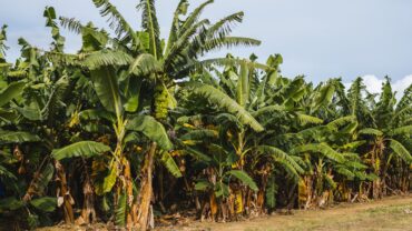 Bananenplant stekken: zo doe je het stap voor stap