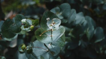 Eucalyptus stekken: zo doe je het stap voor stap