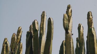 Cactus stekken: zo doe je het stap voor stap