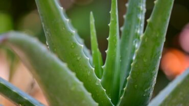 Aloe vera stekken: zo doe je het stap voor stap