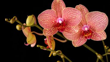 Orchidee stekken via een keiki: zo doe je het stap voor stap
