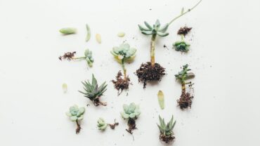 Stekken: zo vermeerder je planten stap voor stap