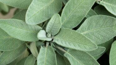 Salvia snoeien: zo knip je hem terug voor een tweede bloei