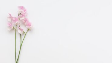 Lathyrus zaaien: zo en wanneer doe je het stap voor stap