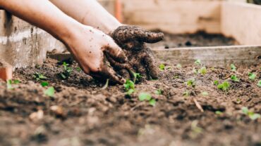 Moestuin beginnen: zo doe je het stap voor stap