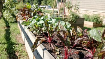 Moestuin planten: wat, wanneer en hoe je het slim aanpakt