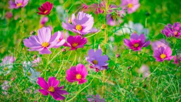 Cosmea zaaien: zo doe je het stap voor stap