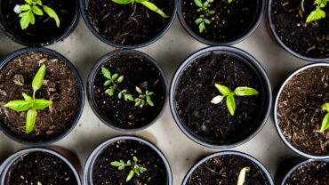 Zaaikalender moestuin: wanneer zaai, verspeen en oogst je wat?