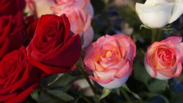 Rozen stekken: zo doe je het stap voor stap